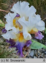 Iris hort. Dangerous Horizon