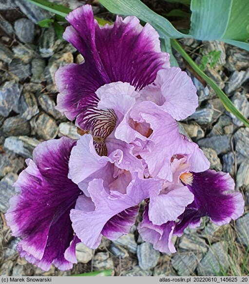 Iris hort. Hazelbrae