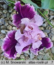 Iris hort. Hazelbrae