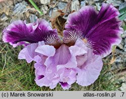 Iris hort. Hazelbrae