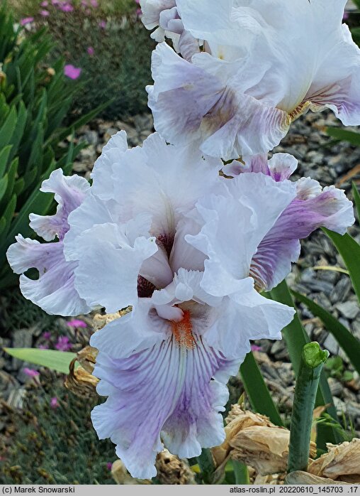 Iris hort. Anna-Rosa