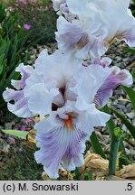 Iris hort. Anna-Rosa