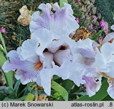 Iris hort. Anna-Rosa