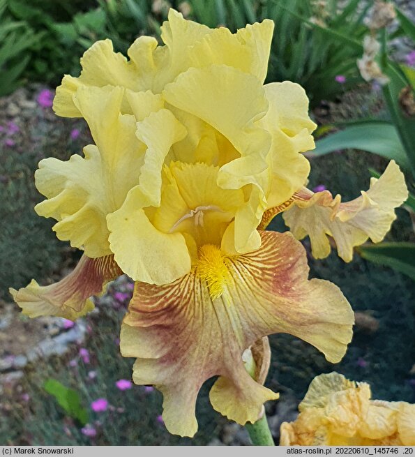 Iris hort. Pear in Whisky