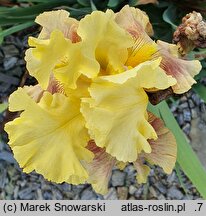 Iris hort. Pear in Whisky