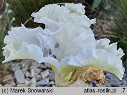 Iris hort. Vathi Sands