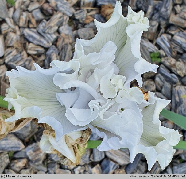 Iris hort. Vathi Sands
