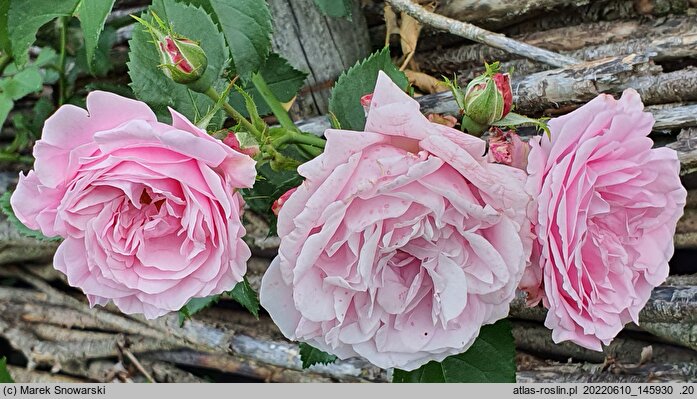 Rosa hort. Glenrose