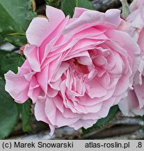 Rosa hort. Glenrose