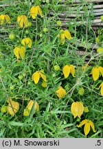 Clematis Kaśka