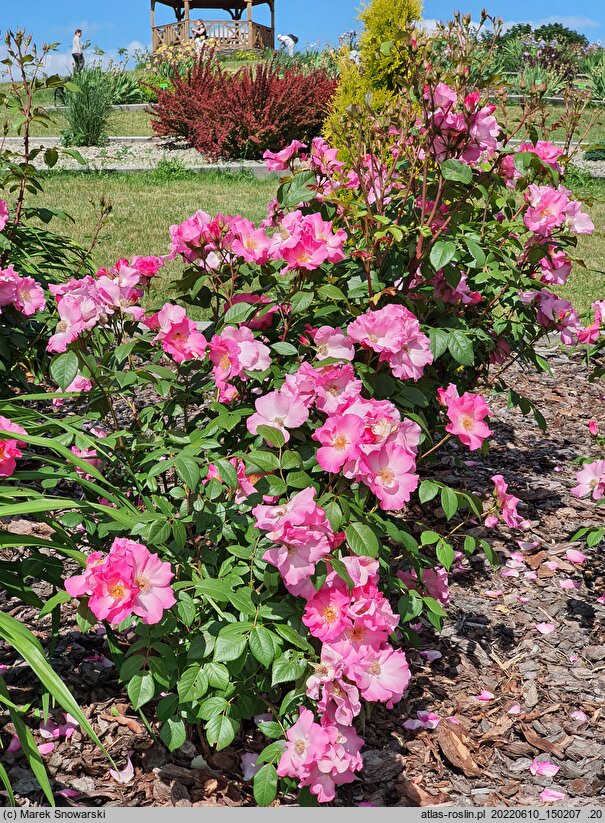 Rosa hort. Polonica