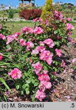 Rosa hort. Polonica