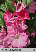 Rosa hort. Polonica