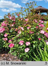 Rosa hort. Polonica