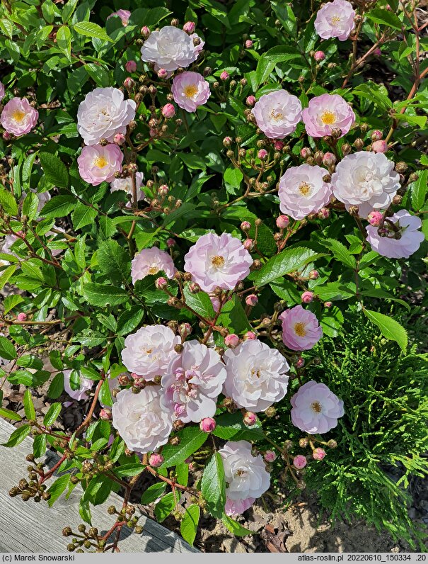 Rosa hort. Wspomnienie Lata