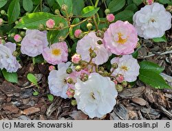 Rosa hort. Wspomnienie Lata
