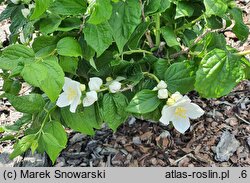 Philadelphus Biały Karzeł