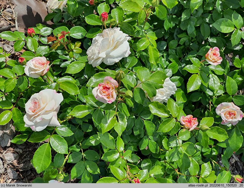 Rosa hort. Frére de Taizé