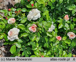 Rosa hort. Frére de Taizé