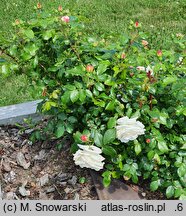 Rosa hort. Frére de Taizé