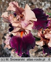 Iris hort. Krakowiak