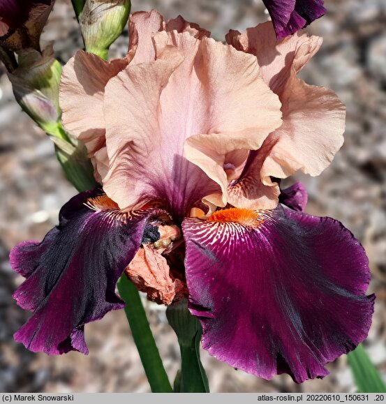 Iris hort. Krakowiak