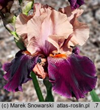 Iris hort. Krakowiak