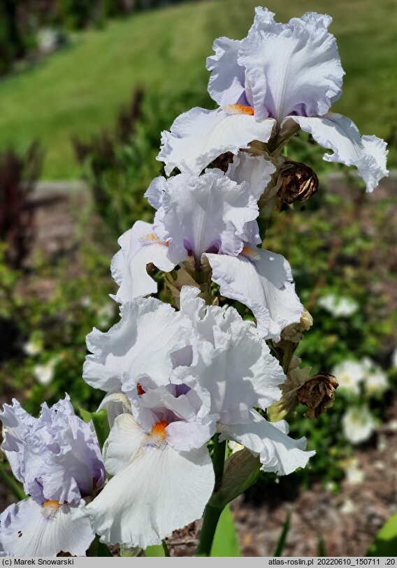 Iris hort. Albinos