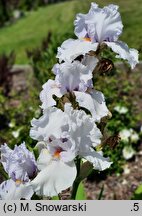 Iris hort. Albinos