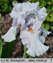 Iris hort. Albinos