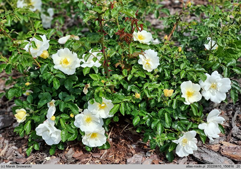 Rosa hort. Iwona