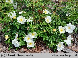 Rosa hort. Iwona