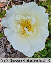 Rosa hort. Iwona
