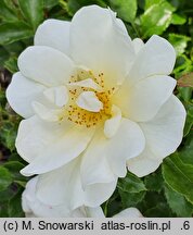 Rosa hort. Iwona