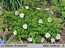 Rosa hort. Iwona