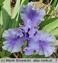 Iris hort. Bałtyk