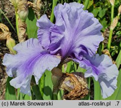 Iris hort. Bałtyk