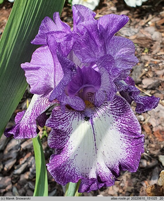Iris hort. Adorator