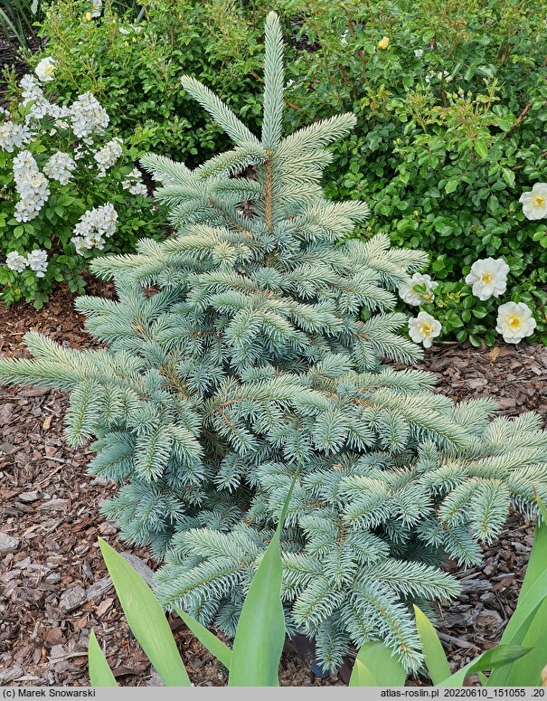 Picea pungens Białobok