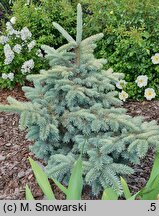 Picea pungens Białobok