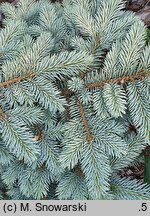 Picea pungens Białobok