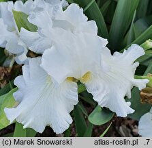 Iris hort. Kujawiak