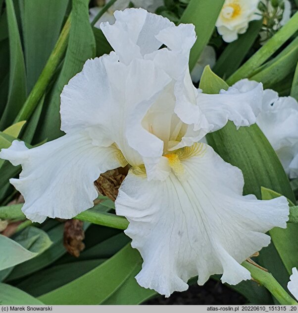 Iris hort. Kujawiak