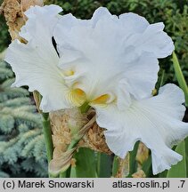 Iris hort. Kujawiak