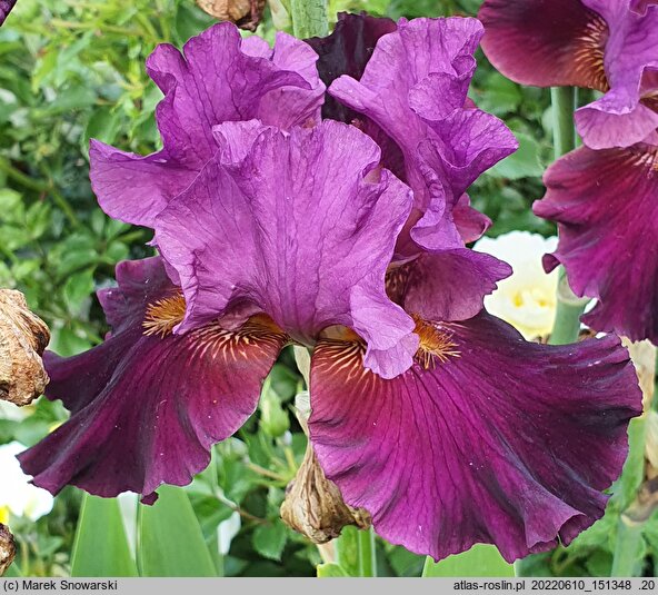 Iris hort. Dygnitarz