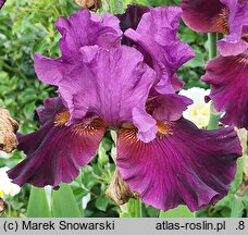 Iris hort. Dygnitarz