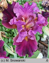 Iris hort. Dygnitarz