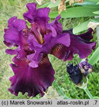 Iris hort. Dygnitarz