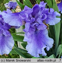 Iris hort. Wielki Wezyr