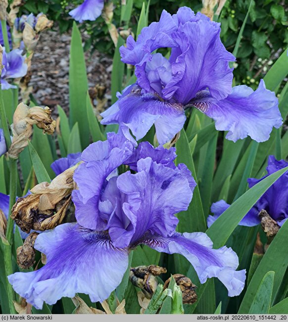 Iris hort. Wielki Wezyr